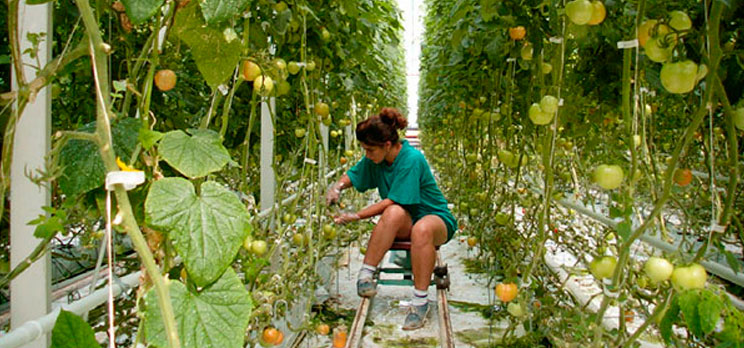 rabota-v-polshe-na-teplitsakh-i-polyakh